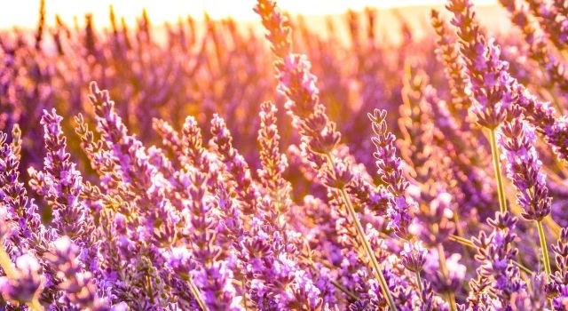 Lavender fields in sunset