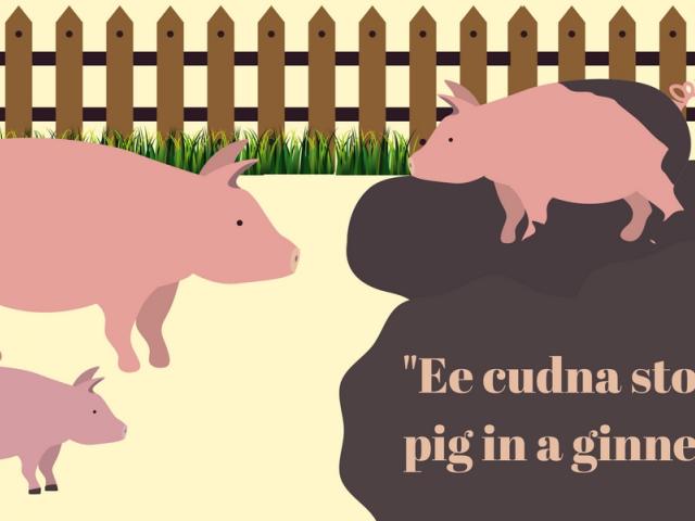 Ee cudna stop a pig in a ginnel