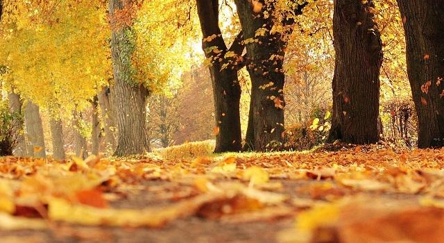 Autumn walks in North Yorkshire