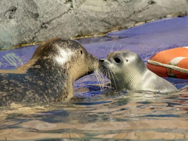 Seals at Scarborough Sea Life Sanctuary
