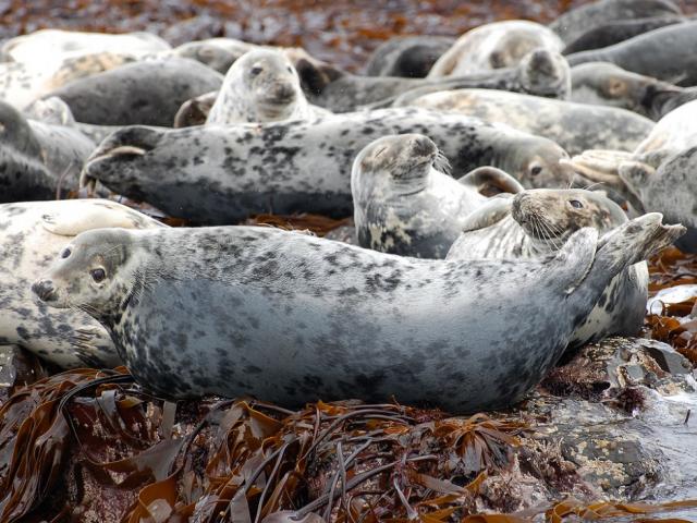 Grey seals in Robin Hood's Bay